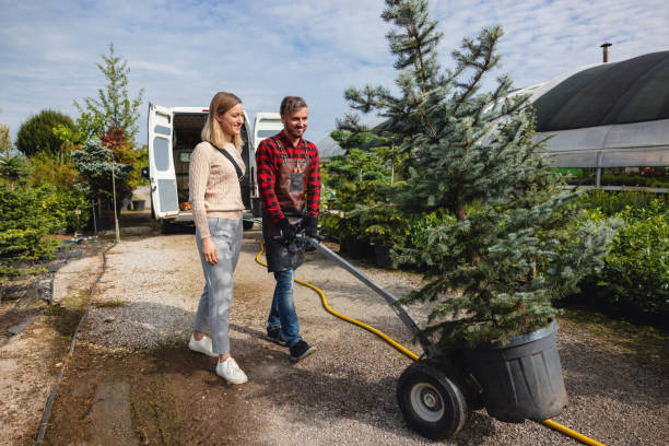 How Our Tree Care Process Works  in  Dayton, KY